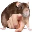 elite5RatU