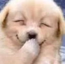 doggohehe