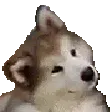 extraconfused
