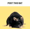RAT RAT
