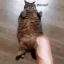 MA_BaguetteCat MA_BaguetteCat