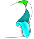 :RayaSnoot: Discord Emote