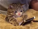AOD_CryCat