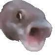 pogfish
