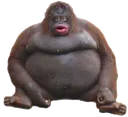 uhohstinky