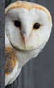 hoot Discord emoji