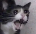 cat_yamero