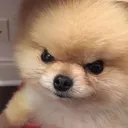 dog1
