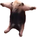 tpose tpose