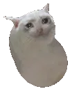sadcatbean sadcatbean