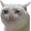 cryingcat