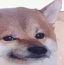 distorted_doge distorted_doge