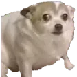 ayno