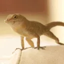 shakethat
