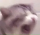 CatScream
