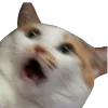 catshook