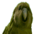 rarestParrot Discord emoji