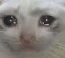 sadcat