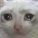 sadcat