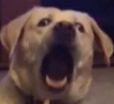 dogscream