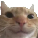 HappyCloseUpCat