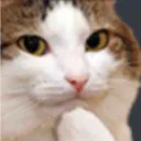 nyanflip