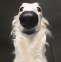horse horse