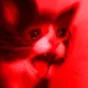red_cat red_cat