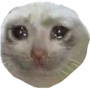 sadcat sadcat