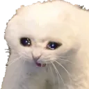 screamcry