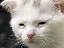SadCatto