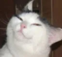smug