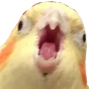 screm