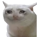 crycat crycat