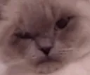 loeyaCwut