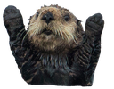 otterpraise Discord emoji