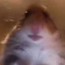 hamster