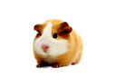 LcoCuiCui Discord emoji