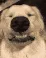 jasper_doggo
