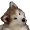 doghuh Discord emoji