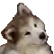 doghuh