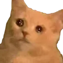 sadcattp