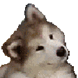 pupper