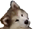 :CF__Doggie: Discord Emote