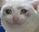 cat_crying