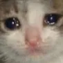 sadcat