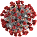 coronavirus coronavirus