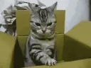 r_Catbox r_Catbox
