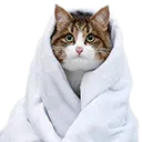 rexiecomfy rexiecomfy