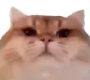 cat_Judge_CC
